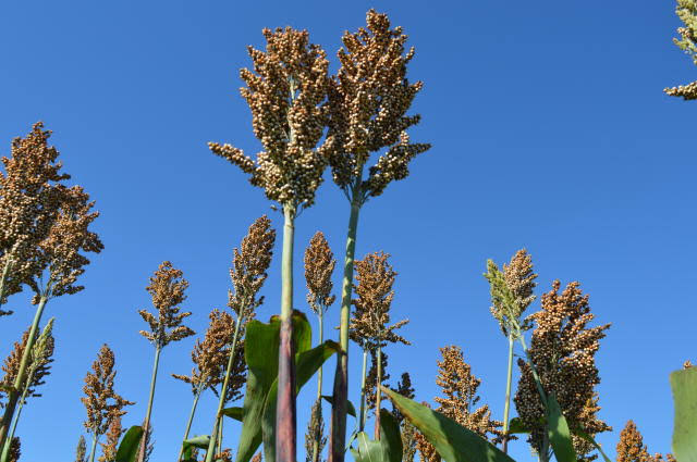 Produção de sorgo avança e pode ser a salvação da lavoura 2024