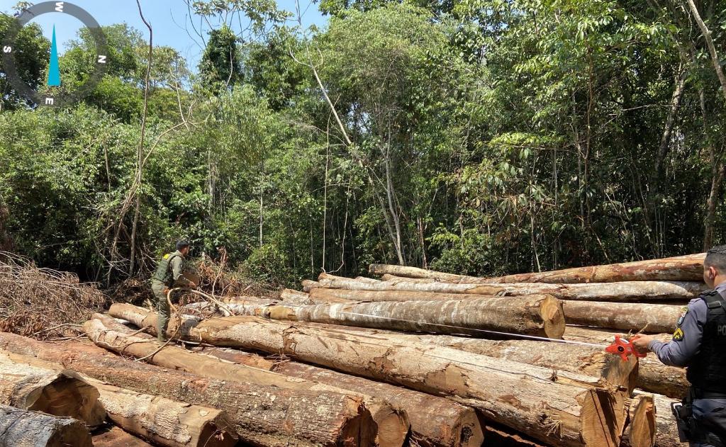 MT apreende madeira ilegal e aplica multa de R$ 1,2 milhão