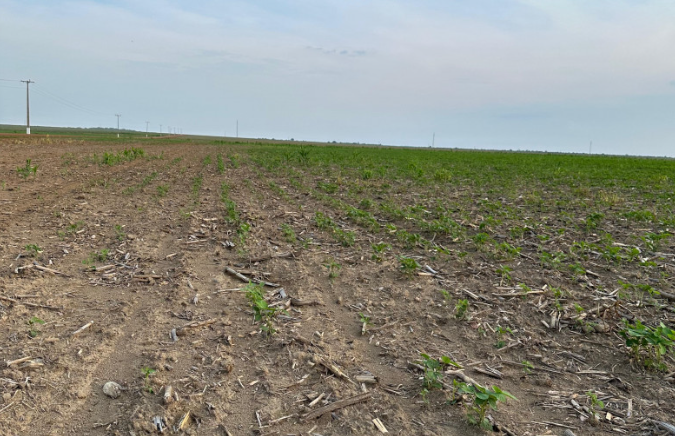 Avanço do calor extremo confirma perspectivas de prejuízo para o agro