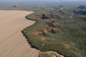 Desmatamento cresce 3% e Cerrado ganha plano para preservação