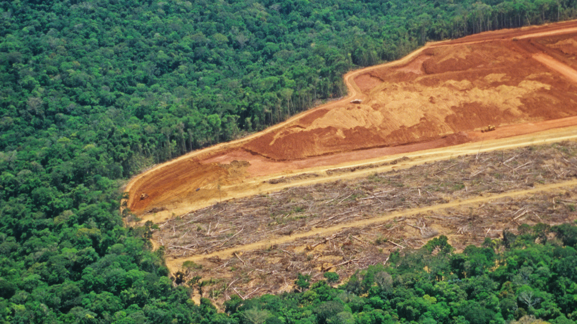 Desmatamento cresce em MT e estado deve ser cobrado na COP-28