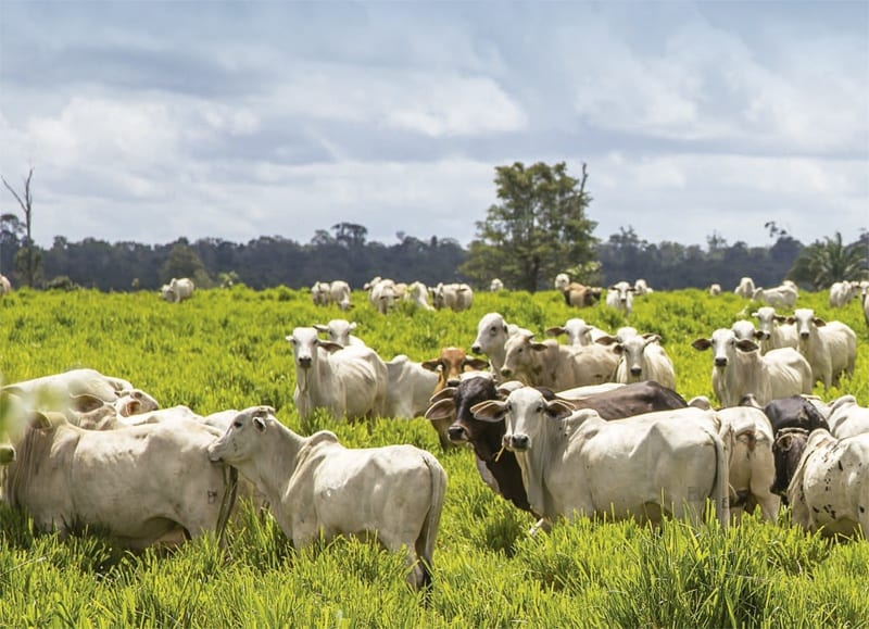 Maioria e frigoríficos na Amazônia não controla origem da carne