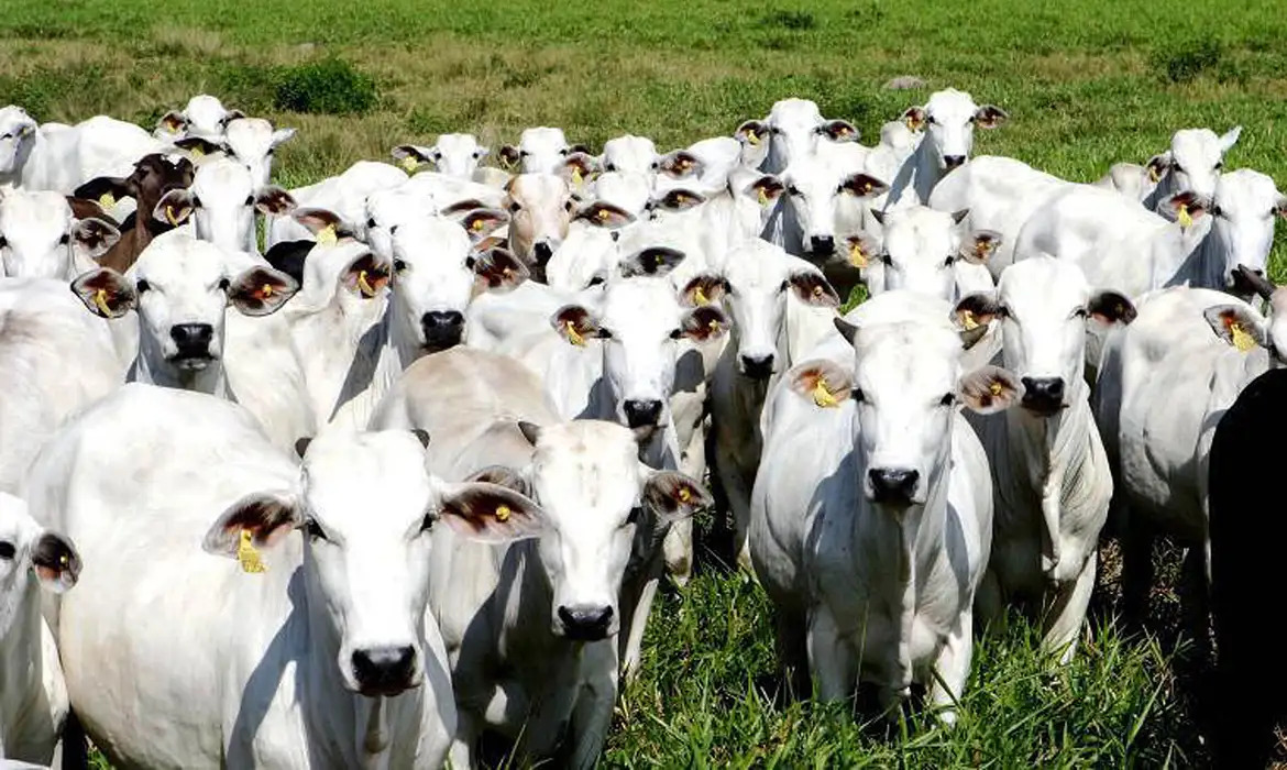 Produção em meio a árvores ajuda na adaptação do agro ao calorão