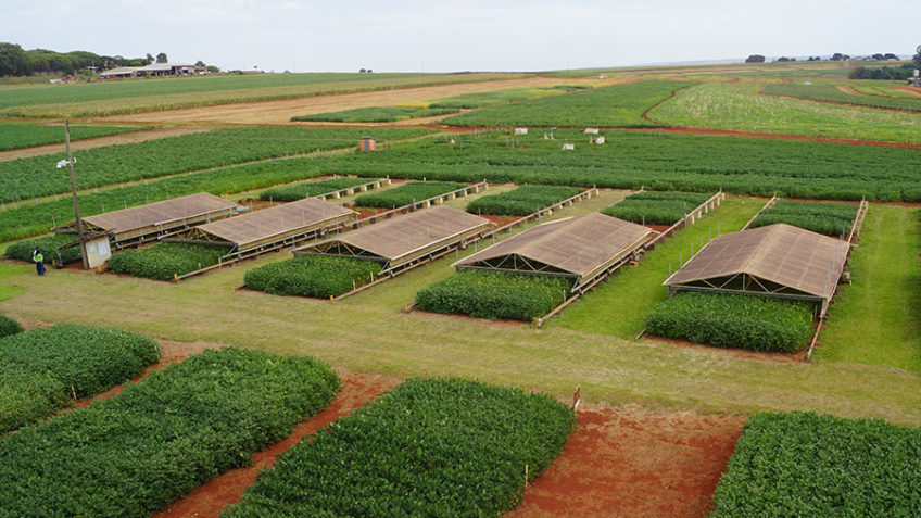 Extremos climáticos: produtores de boas práticas evitam prejuízos