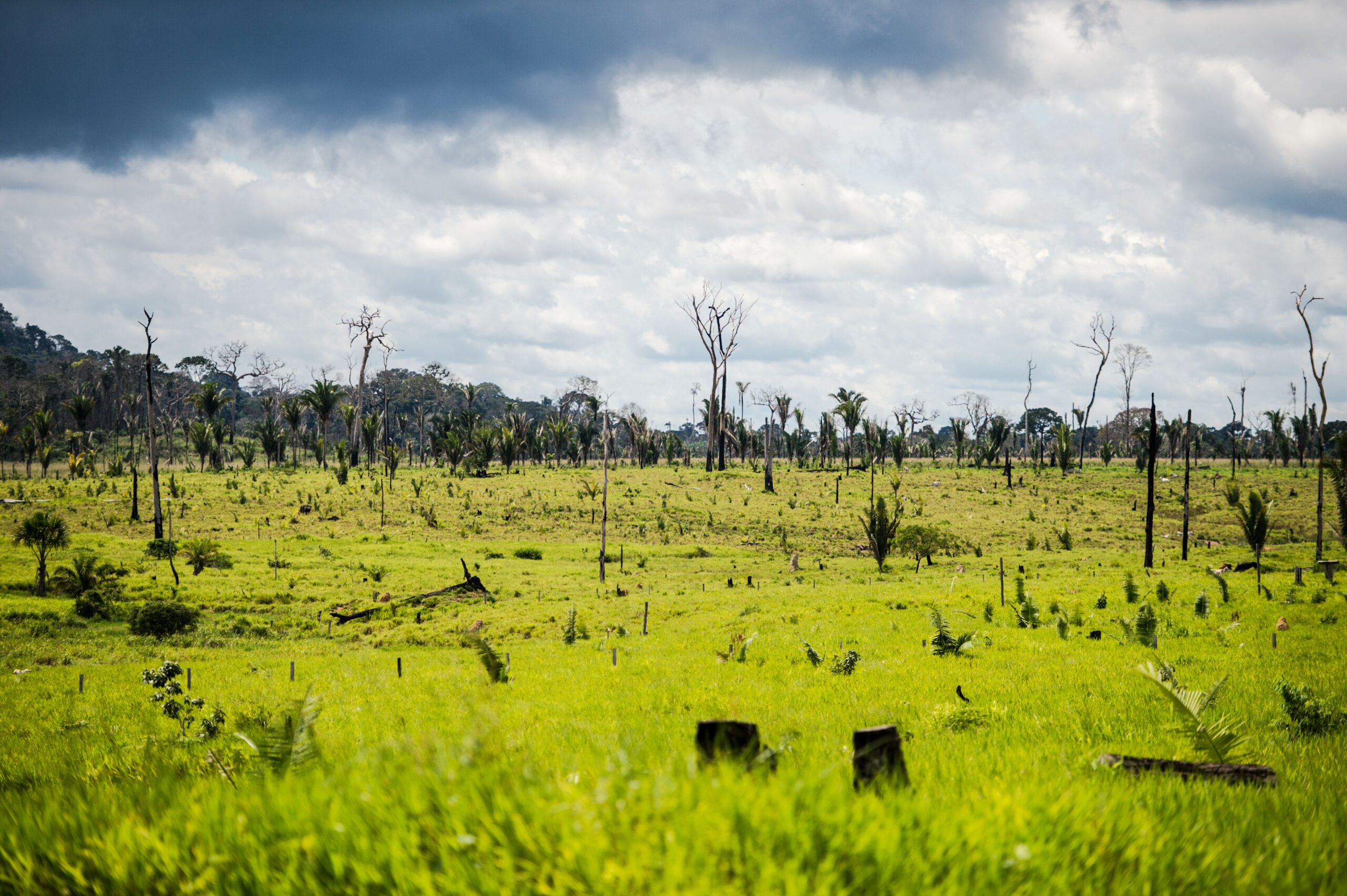 COP-28: Gigantes do agro se comprometem a não comprar soja ligada à devastação