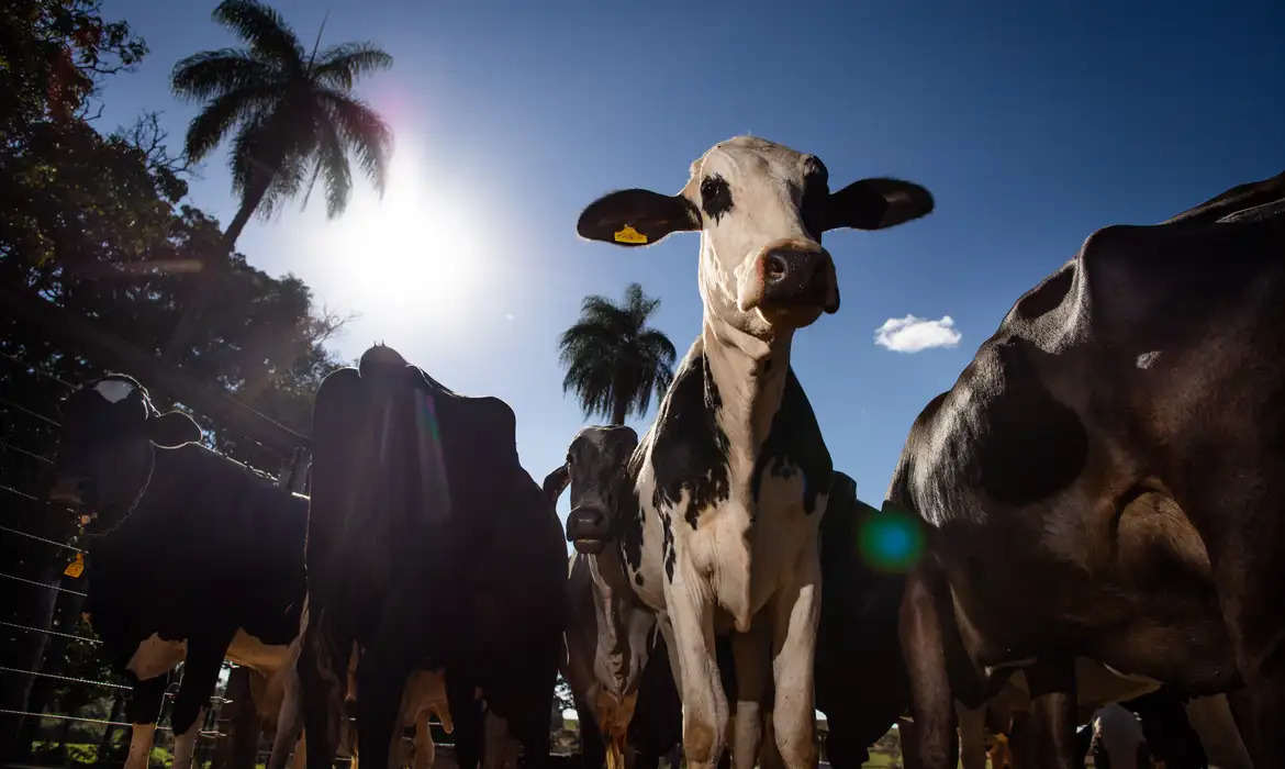 Aves, suínos e bovinos sofrem com calorão. Saiba como cuidar deles