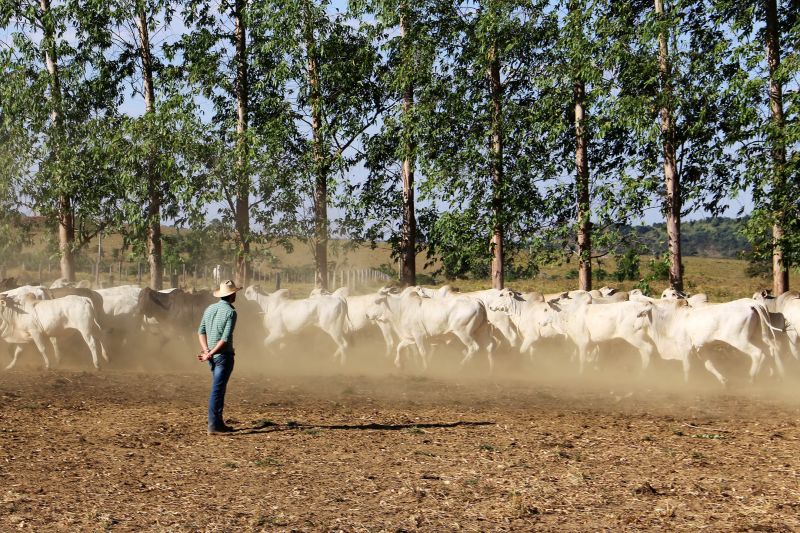 COP28: JBS destina R$ 100 mi em programa de baixo carbono na Amazônia