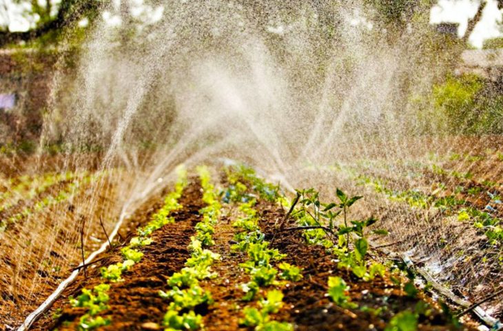 Mais de R$ 4 mi investidos no Programa de Aquisição de Alimentos