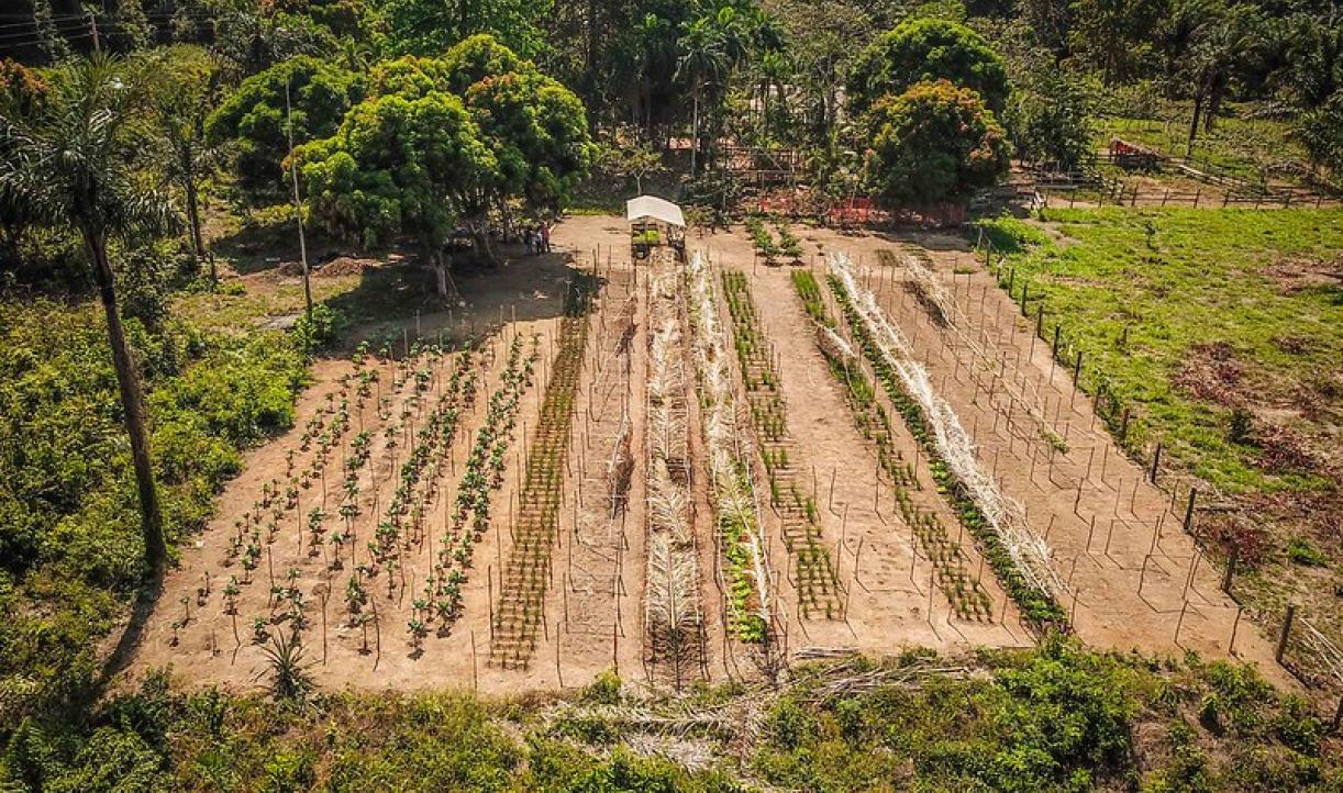 Produção de alimentos em meio a árvores é chave para enfrentar calor