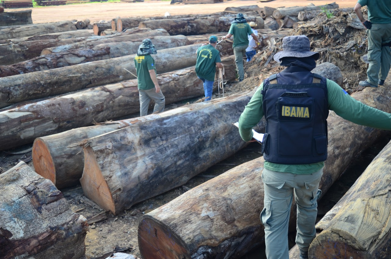 COP28: Quase 30% da madeira explorada na Amazônia é ilegal