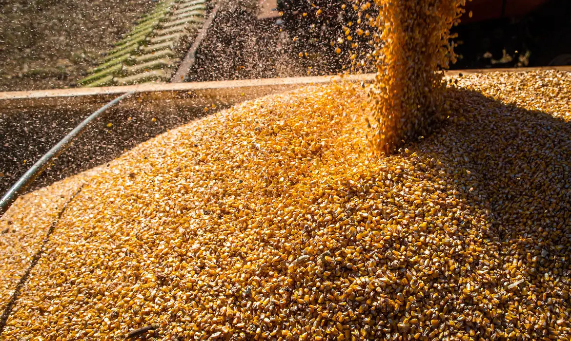 Conab espera queda na produção de grãos por causa do clima