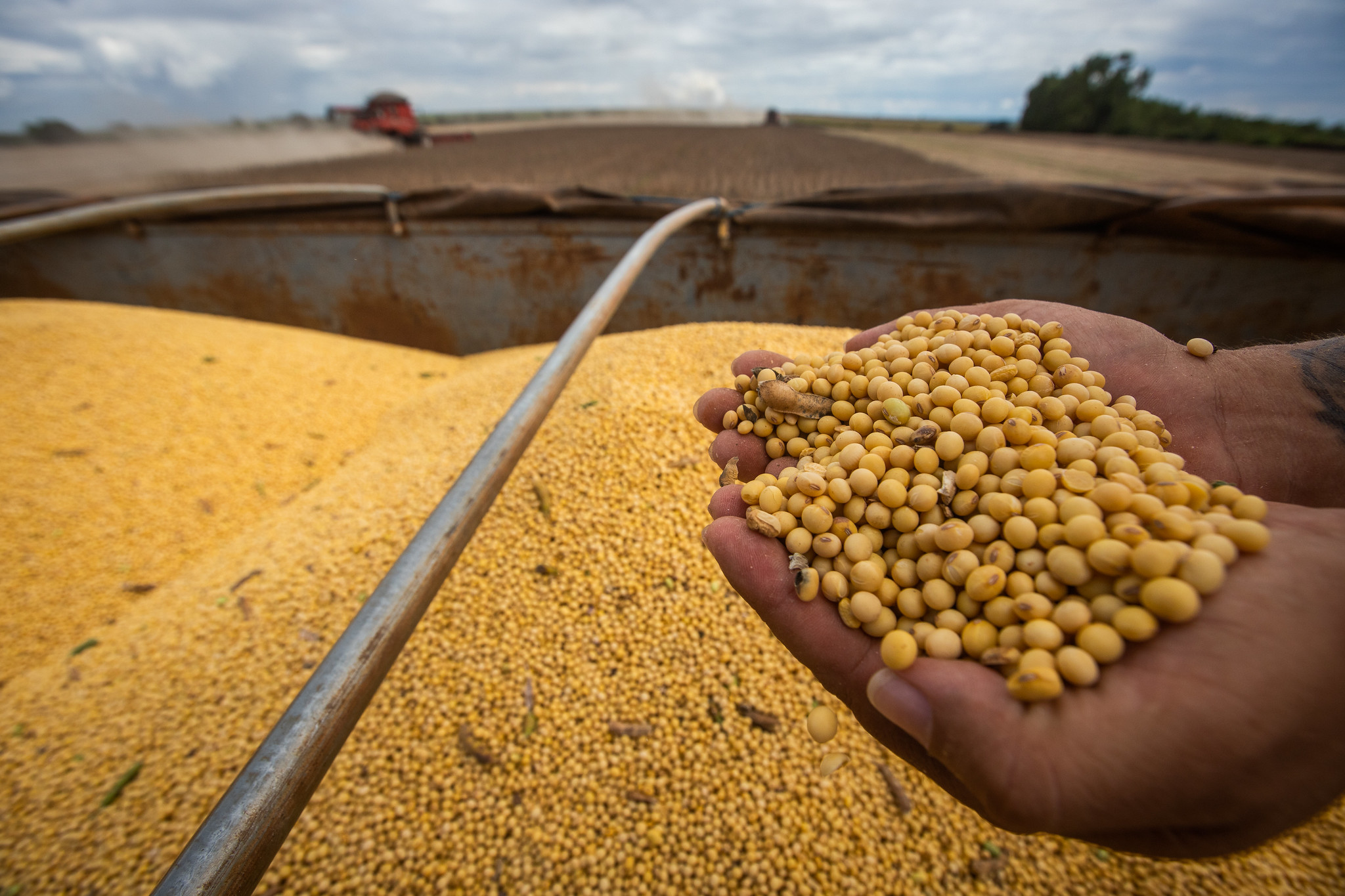 Aprosoja estima quebra de 21% na produção de soja no Mato Grosso