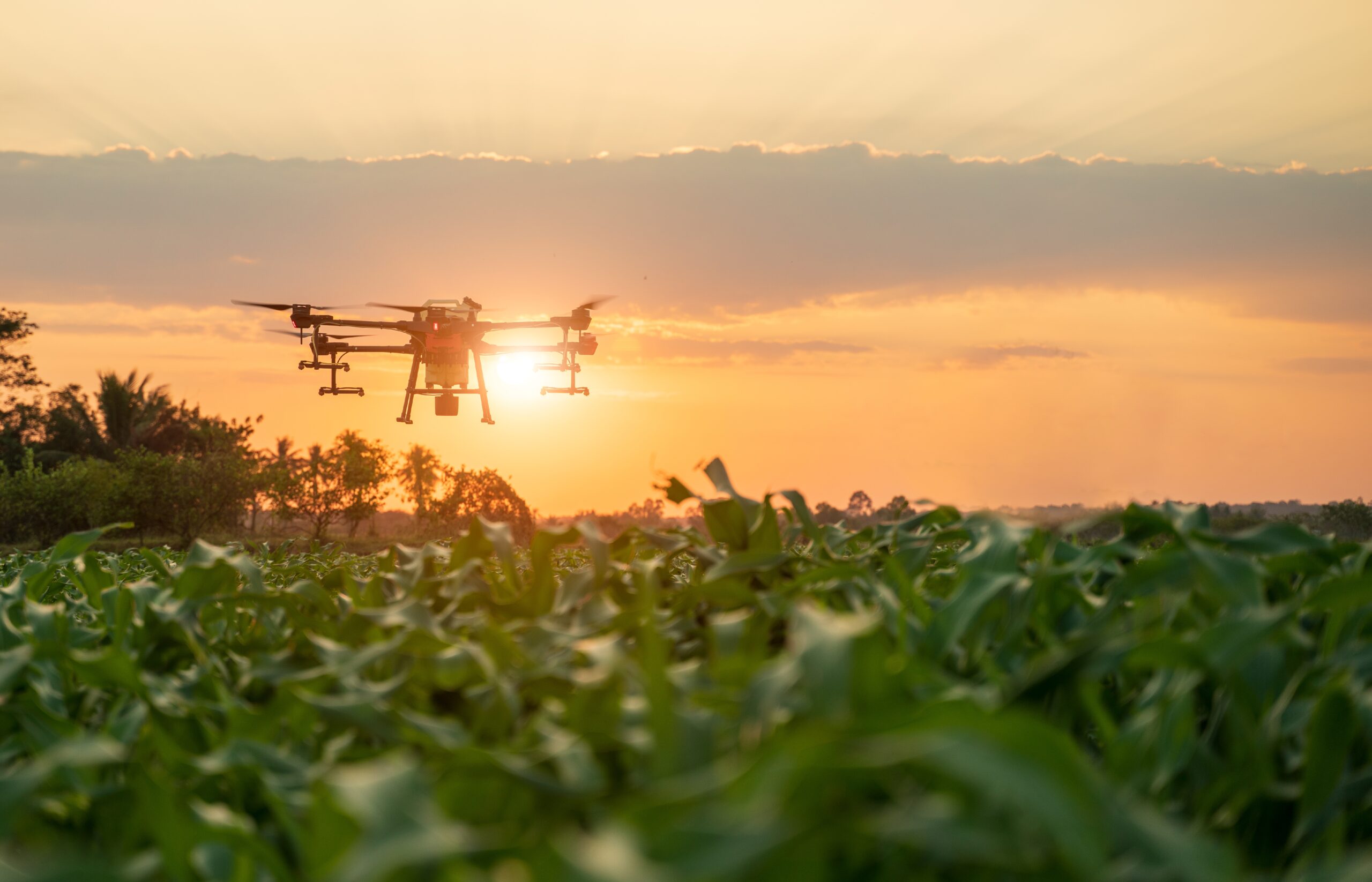 Confira 8 tendências para o agronegócio em 2024