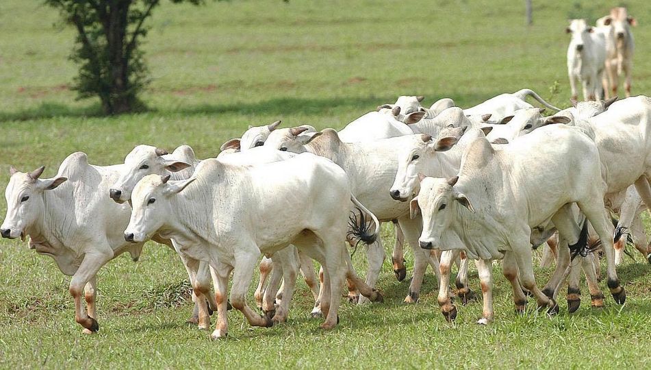 País conquista 11 novos mercados e amplia marca histórica para 89