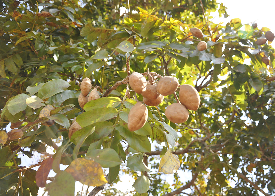 Startup aposta na preservação do Cerrado para acelerar ganhos