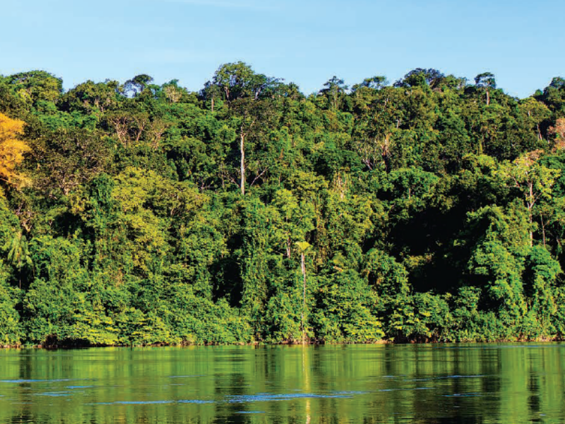 Ano começa com queda de 60% no desmatamento da Amazônia Legal