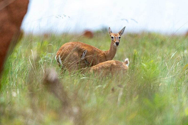 Avanço da cultura da soja coloca animais em risco no Cerrado