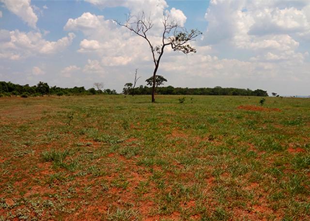 30 mi de hectares de pastagens degradadas podem ser convertidas