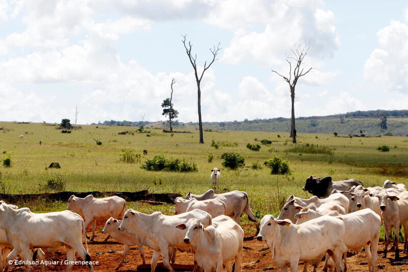 JBS, Minerva e Marfrig contribuem com destruição do Cerrado, diz estudo