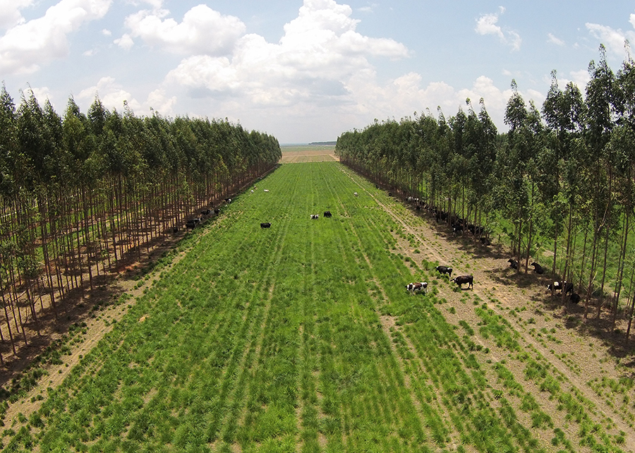 Métricas de carbono adaptadas ao País fortalecem sistemas agrícolas