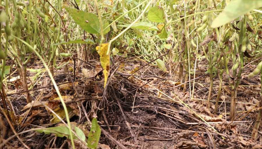 Manejo do solo e ZARC ajudam produtor a driblar danos causados pelo clima