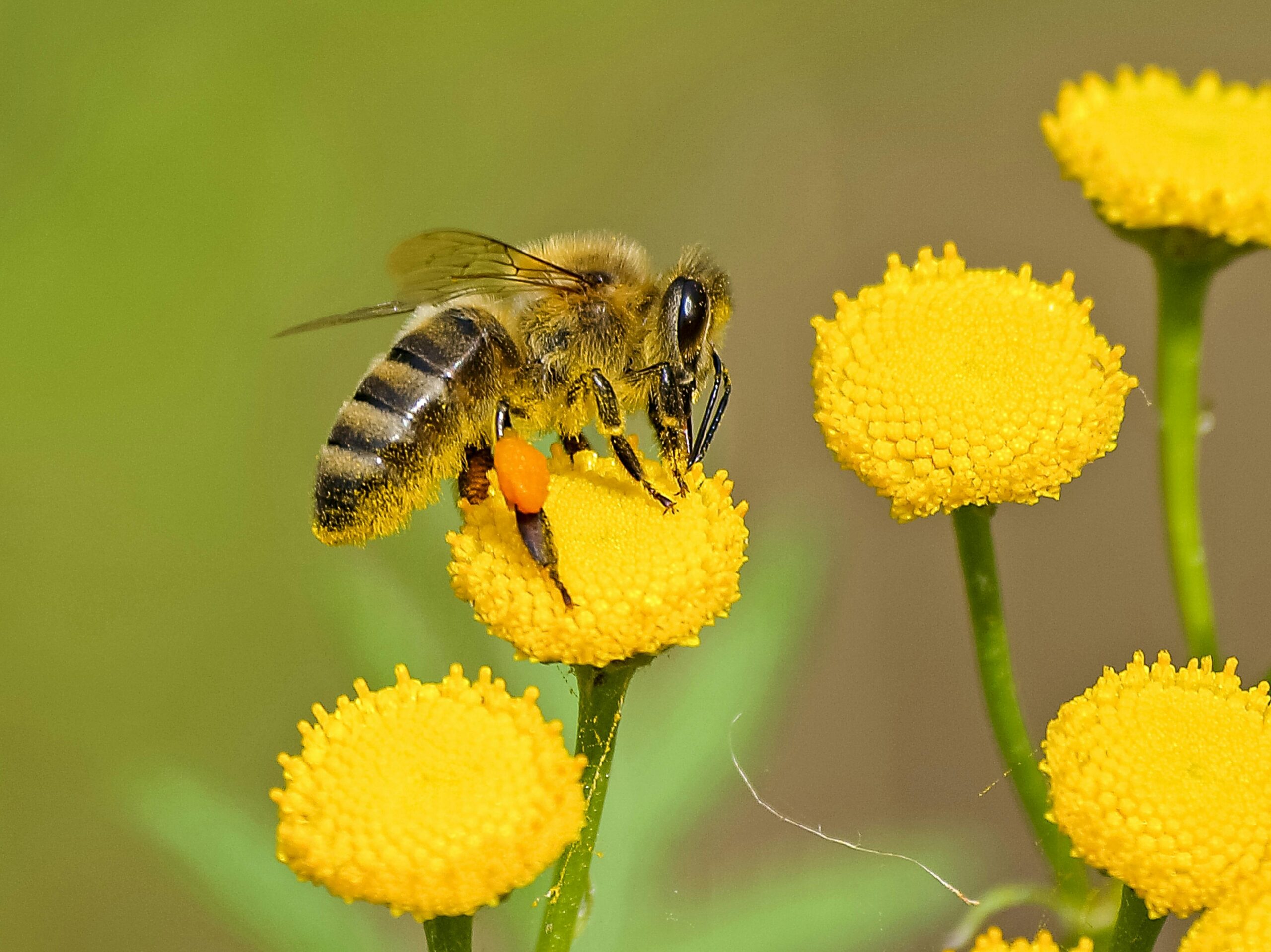 Ibama restringe uso de agrotóxico Tiametoxam para proteger abelhas