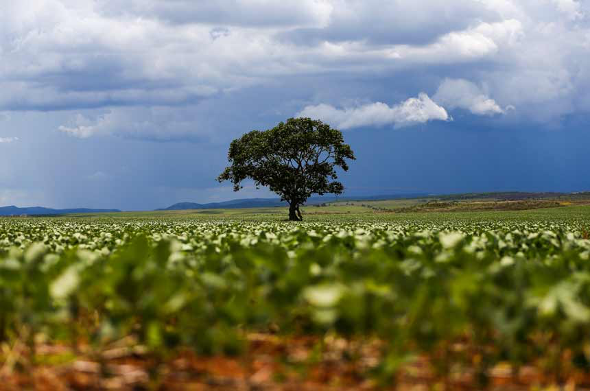 Produtor precisa ir além do Código Florestal para manter sua área de produção