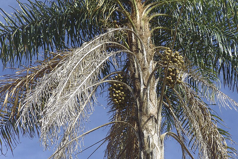 Macaúba atrai investimentos: boa para a natureza e para o agro