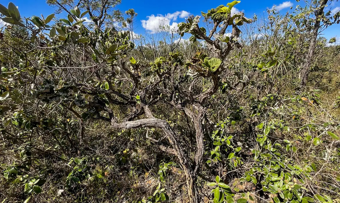 Apib pede inclusão de mais biomas brasileiros em regulação europeia