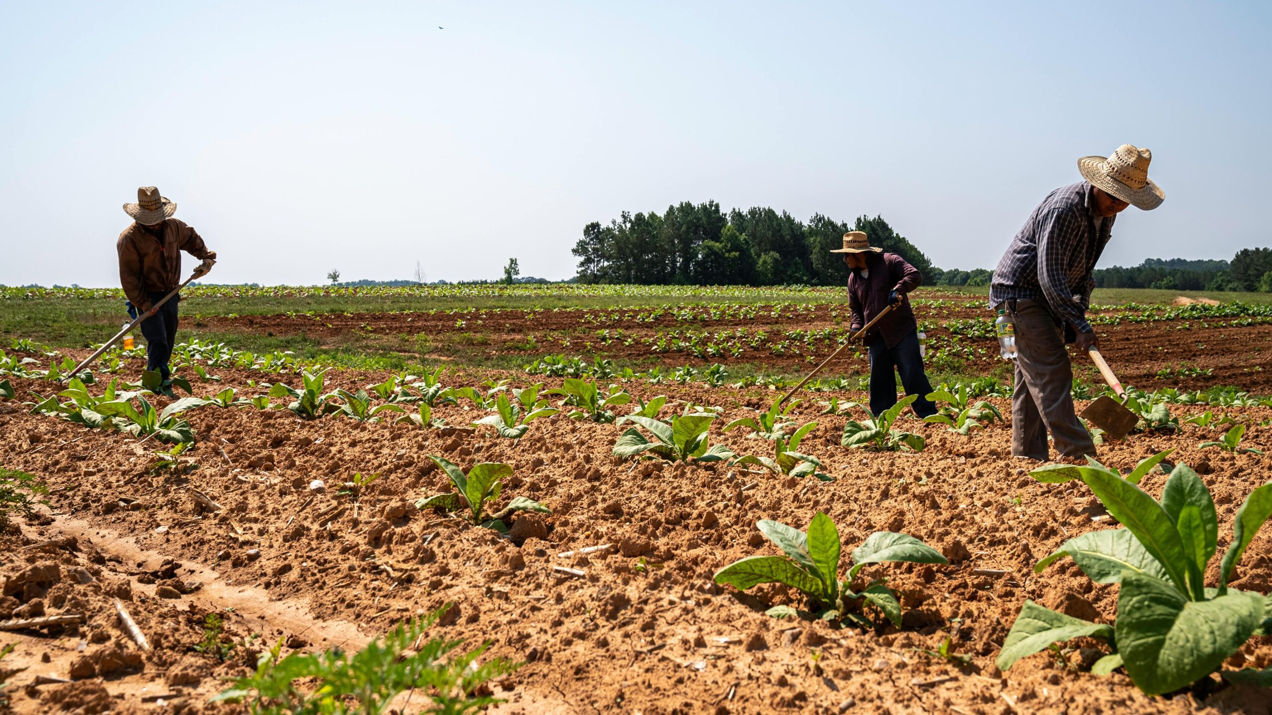 Agro representou 26,8% dos postos de trabalho no País em 2023