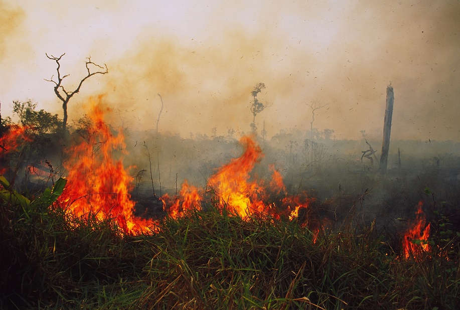 Cooperação reforçada para combater incêndios na Amazônia Legal
