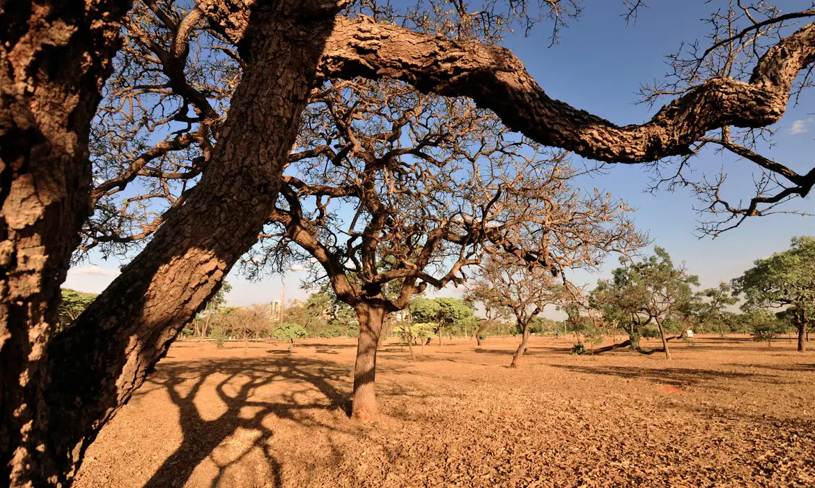 Desmatamento no Cerrado pode chegar a 12 mil km² neste ano