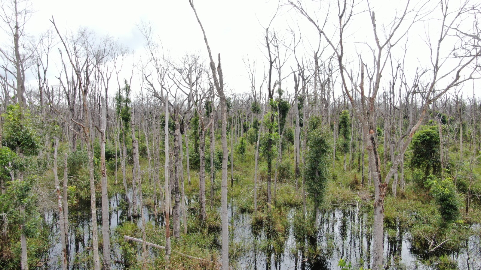 MP quer prisão preventiva de pecuarista que desmatou Pantanal