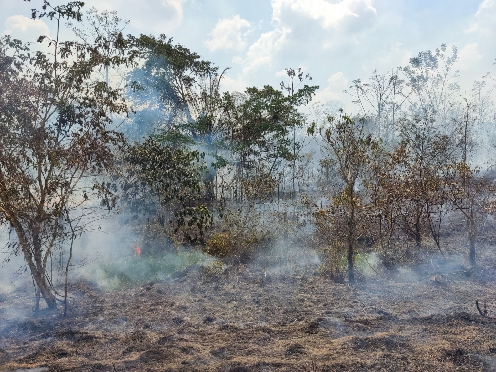 Incêndios em florestas maduras cresceram 152% na Amazônia