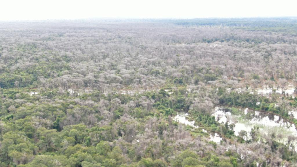 Desmate causado por pecuarista pode afetar outras fazendas de MT