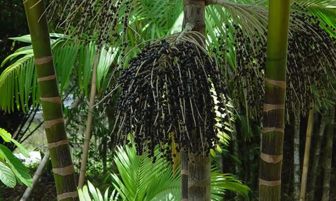 Acordo vai apoiar projetos de bioeconomia na Amazônia