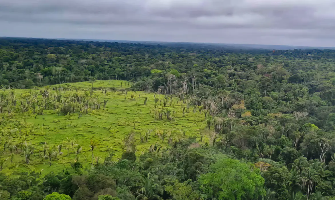 Brasil reduz perda florestal em 36%, mas biomas ainda correm risco