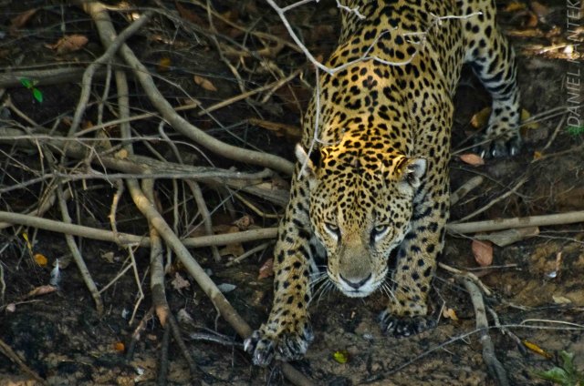 Estudo aborda a morte de 17 milhões de animais no Pantanal em 2020