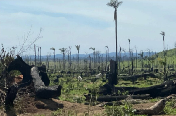 Polícia de Goiás prende um dos maiores desmatadores da Amazônia