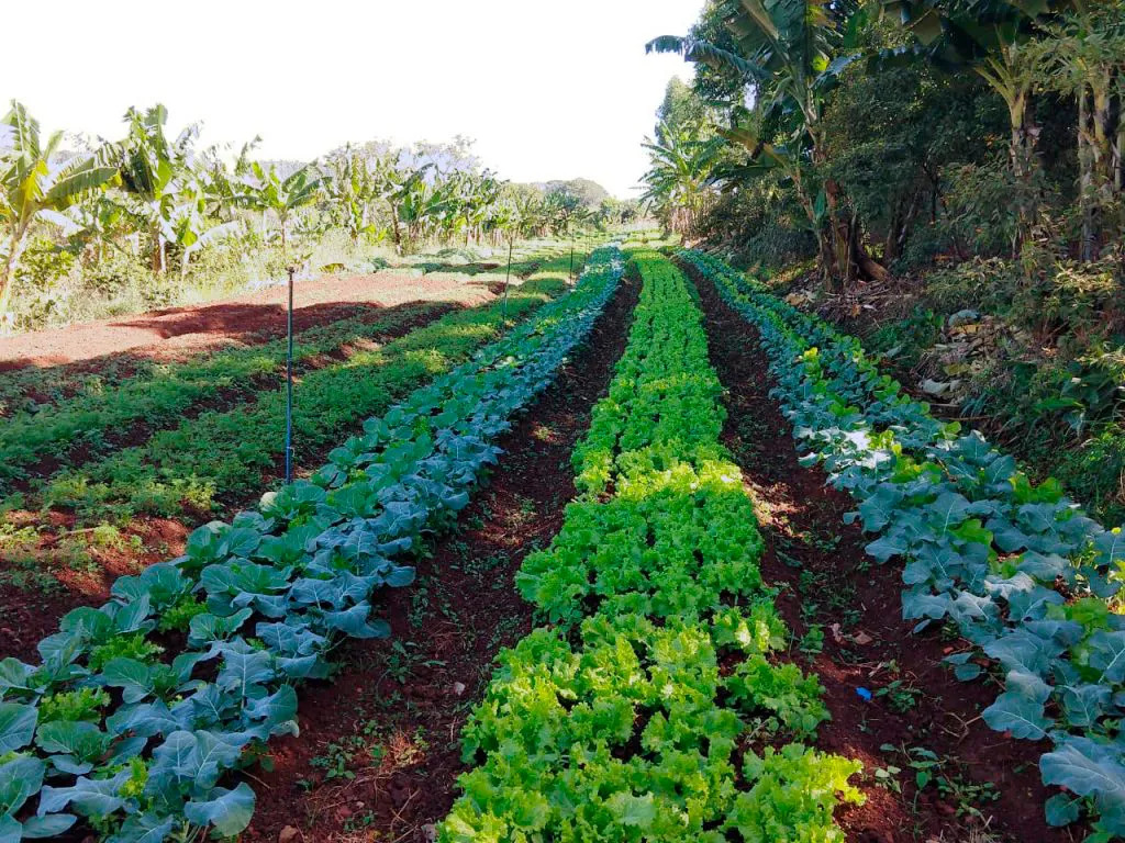 Abastecer escolas com agricultura familiar é alternativa agroecológica