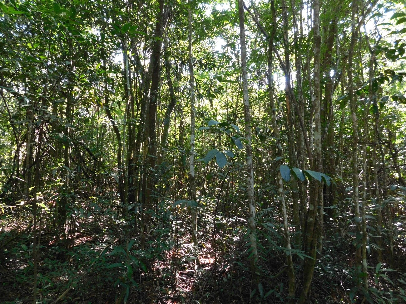 Sem manejo adequado, Cerrado se descaracteriza e fica menos resiliente