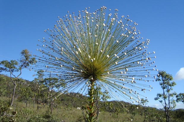 No Cerrado, “floresta invertida” mantém o equilíbrio hídrico