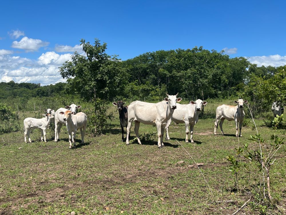 Sistema com árvores no pasto ajuda a reduzir emissão de metano