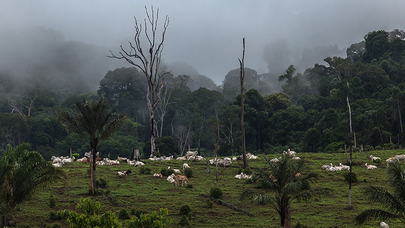 Amazônia esquenta mais rápido e aumento passa de 3 °C em 40 anos
