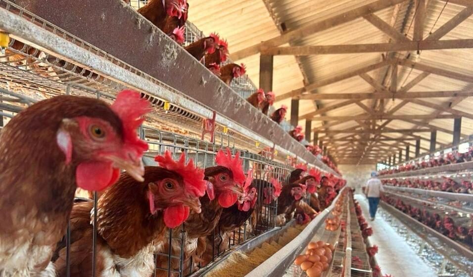 Exame descarta suspeita de gripe aviária em MT