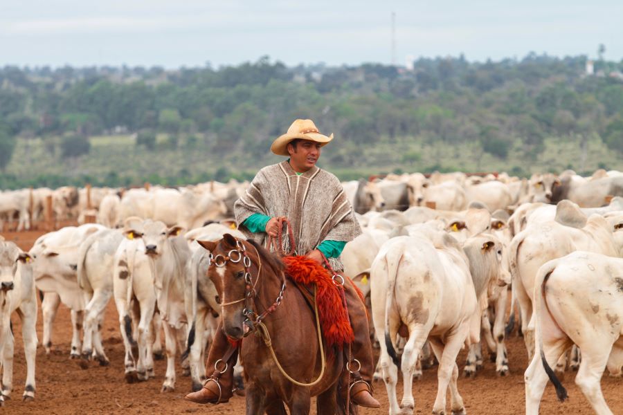 Especialistas alertam para riscos do frio sobre lavouras e rebanhos de MS