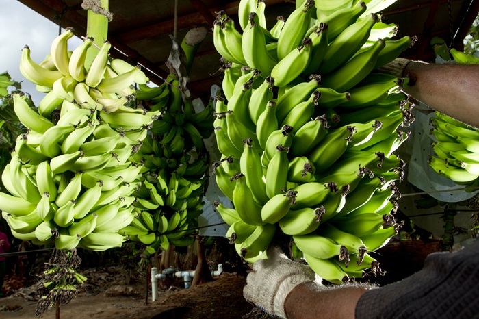 MT ganha Rota da Banana para fortalecer cadeia da fruta