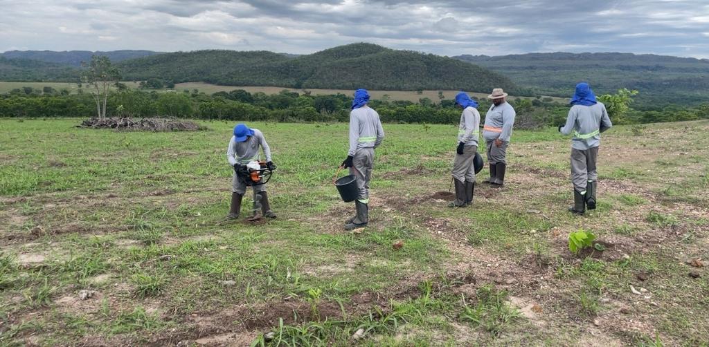 Restauração florestal atrai investimento internacional para MT