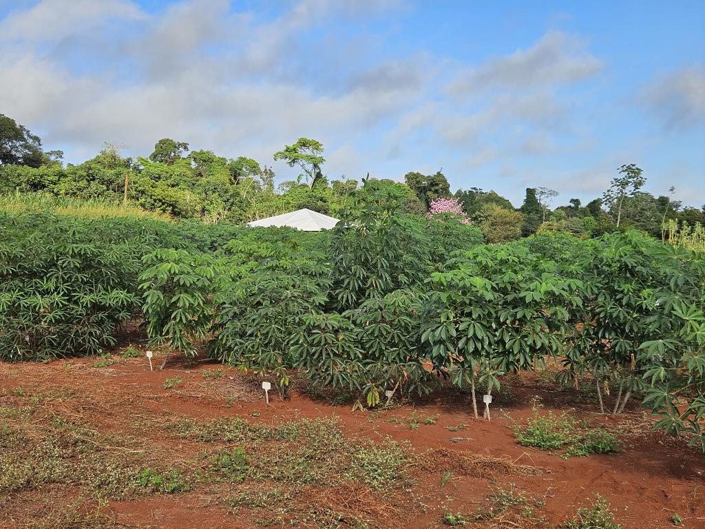 MT investe para ser grande produtor de frutas
