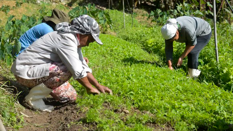 Plano Safra da Agricultura Familiar apoia agroecologia e energia limpa